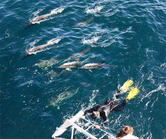Dolphin Seafaris NZ